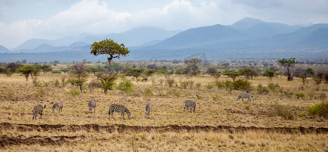 肯尼亚的风景，有动物、树木和山丘