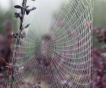 雾蒙蒙的早晨的蜘蛛网