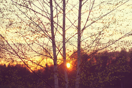 森林夕阳摄影照片_美丽灿烂的夕阳