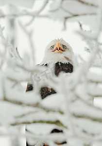 白头鹰栖息在雪树枝上