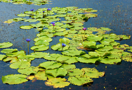 美丽的越南湖，惊人的睡莲
