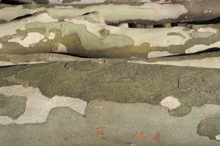 飞机树树皮背景上的迷彩图案