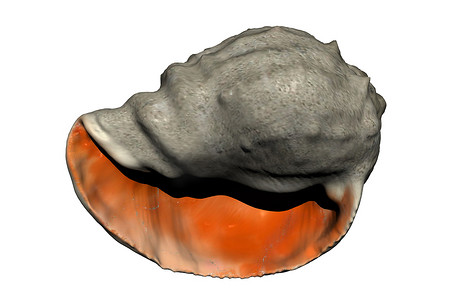 海蜗牛的大壳