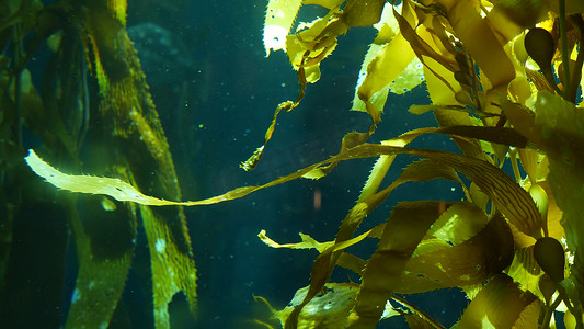 水下藻类摄影照片_光线穿过巨型海带森林。