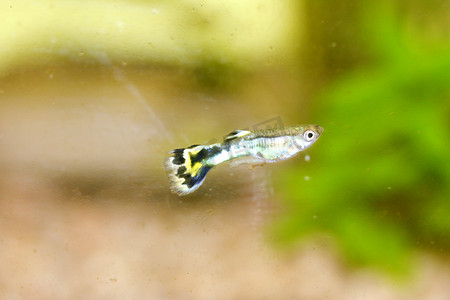 孔雀鱼 (Poecilia reticulata)