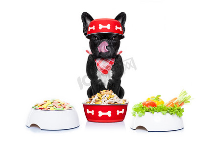 胖狗摄影照片_饥饿的狗用食物碗