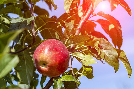 唱歌秋天摄影照片_一个红苹果在树枝上唱歌。