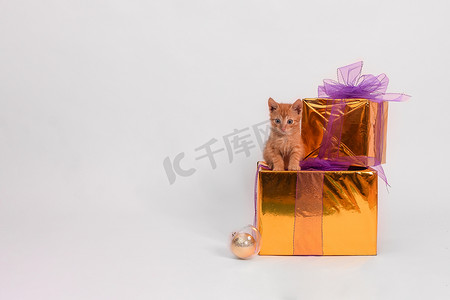 金色新年礼物摄影照片_白色背景中，姜猫坐在盒子上，盒子上放着新年礼物