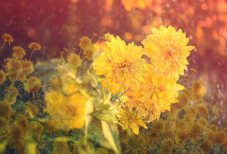 黄金菊摄影照片_花园里的黄金菊