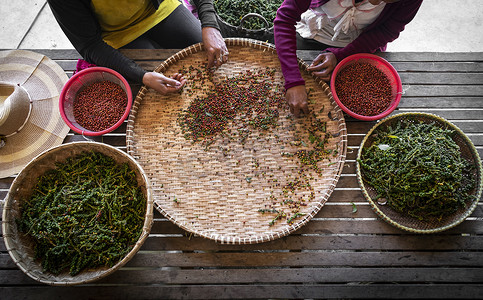 柬埔寨贡布农场工人分拣新鲜胡椒粒
