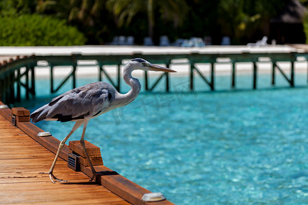 马尔代夫，一只当地的鸟站在桥上