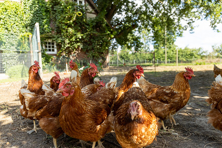 德国乡村农场的自由放养有机鸡