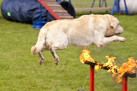 搜救犬中队的训练