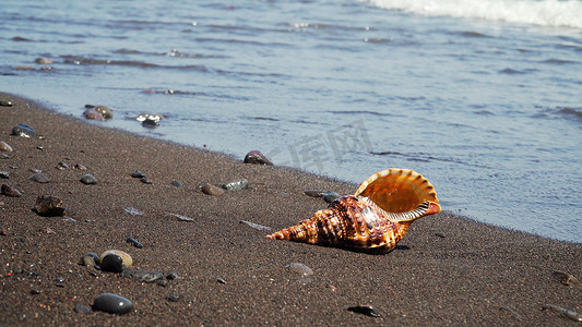 沙滩上的大贝壳