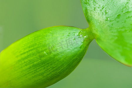 水生植物——水葫芦茎叶