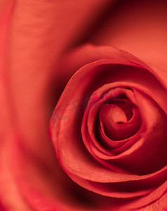 柔和的焦点，抽象的花卉背景，红玫瑰花。