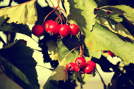红色浆果摄影照片_多刺树枝上的红色浆果