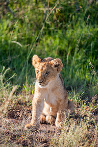 幼狮摄影照片_肯尼亚平原上的幼狮