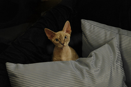 猫从枕头后面偷看