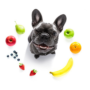 饿狗吃纯素健康水果