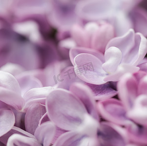紫色丁香花摄影照片_紫色特里丁香在春天开花的分支