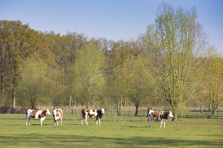荷兰春季森林附近草地上的棕色斑点奶牛