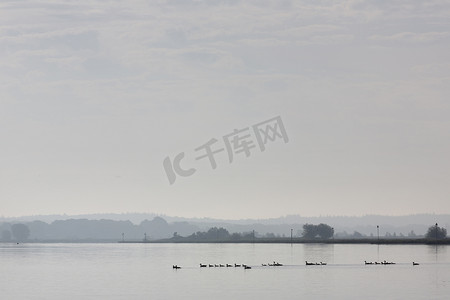 春天雾蒙蒙的早晨，荷兰乌得勒支 heuvelrug 附近莱茵河上的鹅