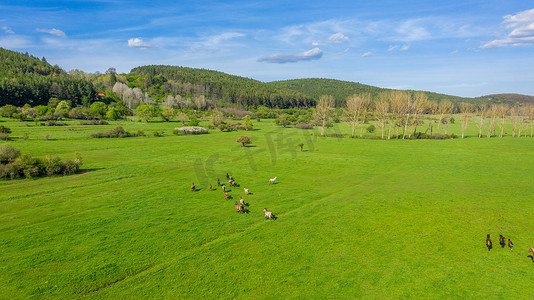 马匹在草地上吃草的鸟瞰图。