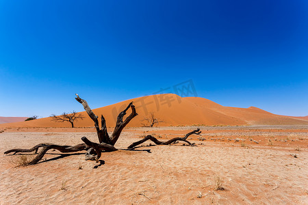 45 号沙丘在 sossusvlei 纳米比亚与死树
