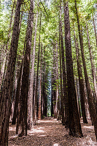 摄影爱好者摄影照片_红木森林中成排的树木是大自然爱好者和摄影爱好者的旅游胜地。 