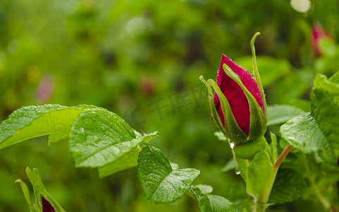 玫瑰园中的红玫瑰花。