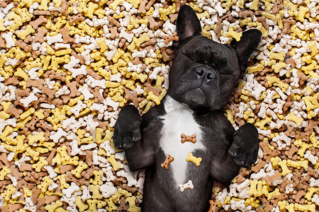 狗吃骨头摄影照片_饥饿的狗在大食物堆