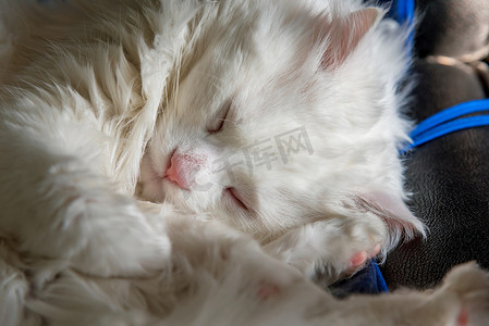 甜睡白猫头像