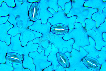气孔蚕豆，在光学显微镜下