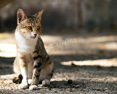 流浪猫