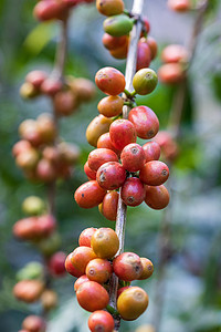 泰国北部树上成熟的阿拉比卡咖啡豆