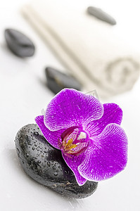 保健石摄影照片_温泉石上的紫兰花