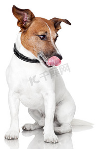狗舔舌头摄影照片_饿狗舔舌头