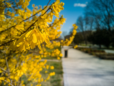 公园长路附近灌木的小黄叶