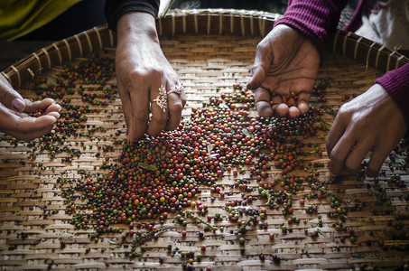 分拣中摄影照片_柬埔寨贡布农场工人分拣新鲜胡椒粒
