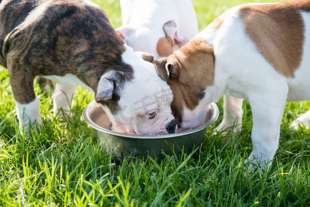 狗狗吃东西摄影照片_有趣的漂亮白色美国斗牛犬小狗正在吃东西