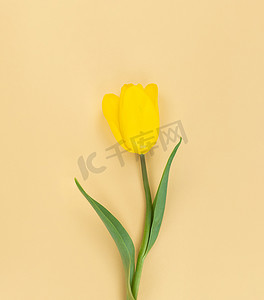 米色背景上的黄色郁金香。