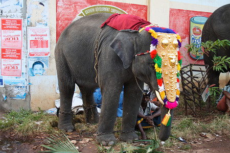 印度瓦卡拉的大象游行