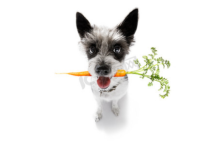 胖狗摄影照片_狗嘴里含着健康的纯素胡萝卜