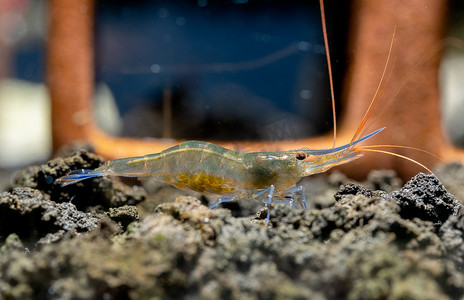 腹部有卵的蓝腿苏拉威西矮虾在熔岩中寻找食物，并停留在淡水水族箱中的虾装饰前。