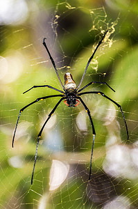通常在亚洲和澳大利亚发现的大型北方金球织布工或巨型金球织布工蜘蛛 Nephila pilipes，利希特菲尔德国家公园
