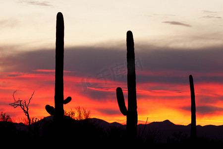 Saguaro Cacti Sonoran 沙漠 日落
