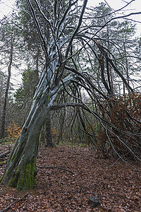 远树摄影照片_冬季农村林地的大抽象光秃秃的树