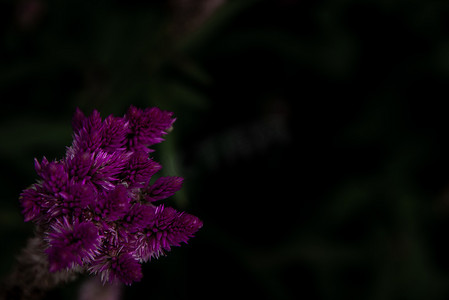 粉红色的鸡冠花 argentea 花，在自然花园中俗称羽状鸡冠或银鸡冠。