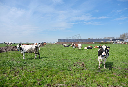 荷兰乌得勒支和古达之间草地上的斑点奶牛和农场